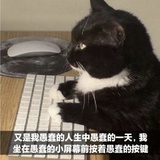 绣猫