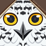 疑似猫头鹰的未知生物