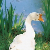 阿尔