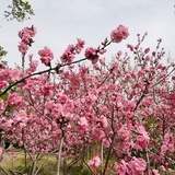 奥特曼救小恐龙