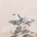 Kannna
