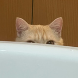 献玉