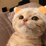 L’aaaA