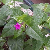 雪芳