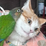 两手托天理三焦