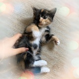 婧哥哥