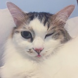 猫叔