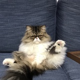 毛球