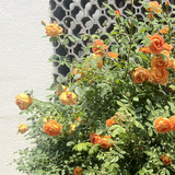 香菇