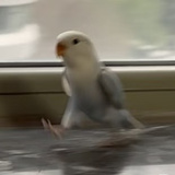 献玉