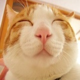 Yǐ巴猫