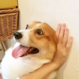 喵喵