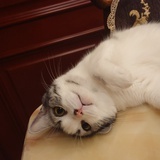 斜阳里的流浪猫