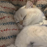 Stella
