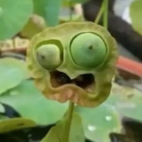歪瓜