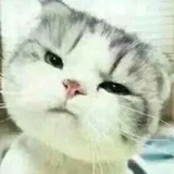 麦弟