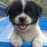 Commondog