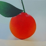橘子出走中🍊