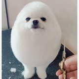 szwl