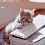 月亮上的猫