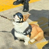 洋