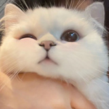 之后乔