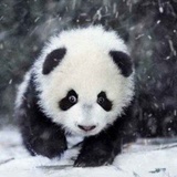 马甲白白君