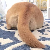 肥狗的尾巴