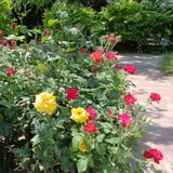 芳芳