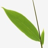 张七七