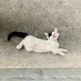 梁威