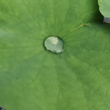 麦子星
