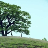 ginazhang