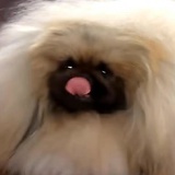 食铁小熊