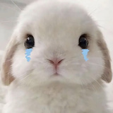 雷鹃和美
