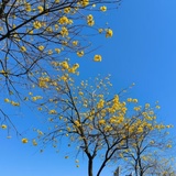 杨普洱