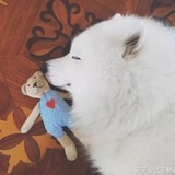 板寸成锅锅