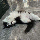 乘风吃烤羊肉串