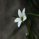 arapallas