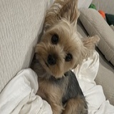 芝麻糊