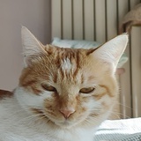 歇歇