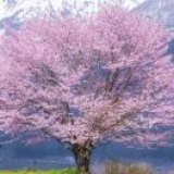ZOE