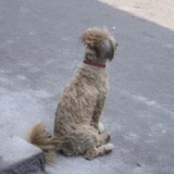 一本正经花无心