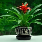 陈风拭棠 
