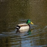 greenduck
