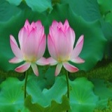 林紫梦