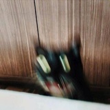 肖鹿尾
