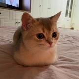 纸质书