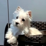 小菜花