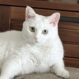 蓬松人